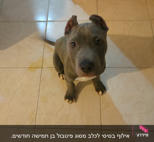 כלב יושב על רצפה, מביט למעלה.